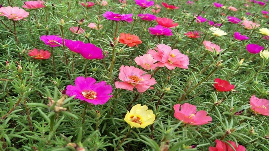 太陽(yáng)花種子種植