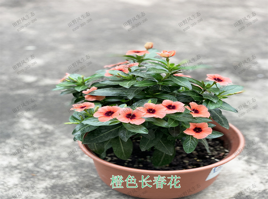 4橙色長(zhǎng)春花