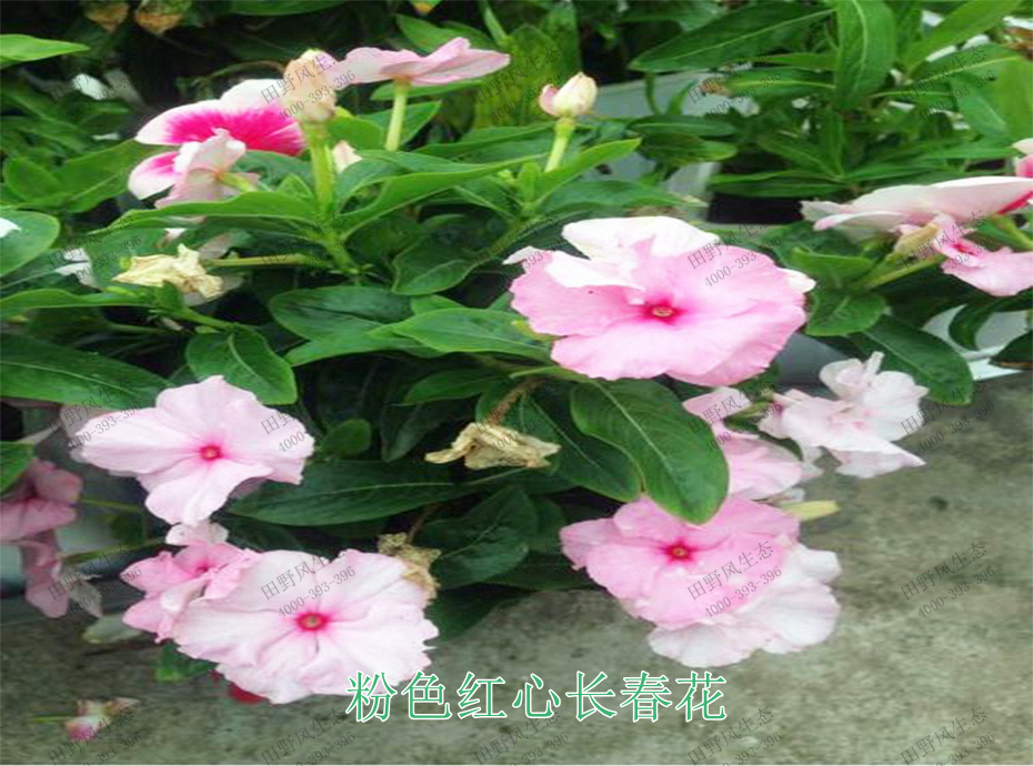 6粉色紅心長(zhǎng)春花