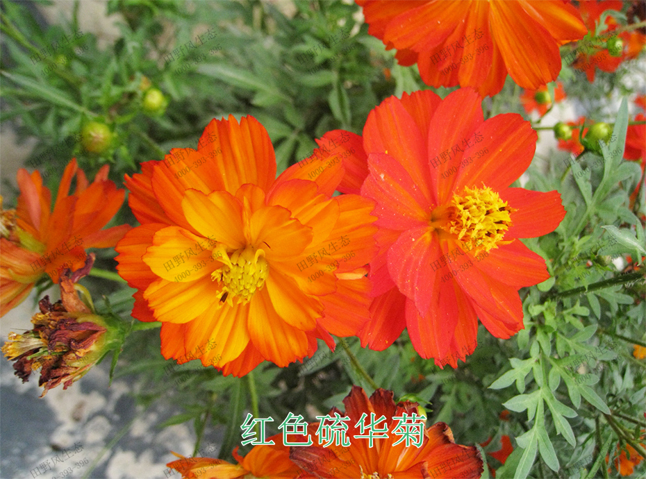 4紅色硫華菊