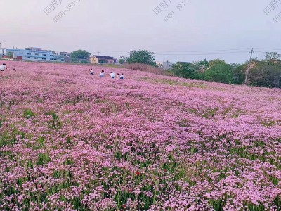 滿天星種子什么季節(jié)種最好