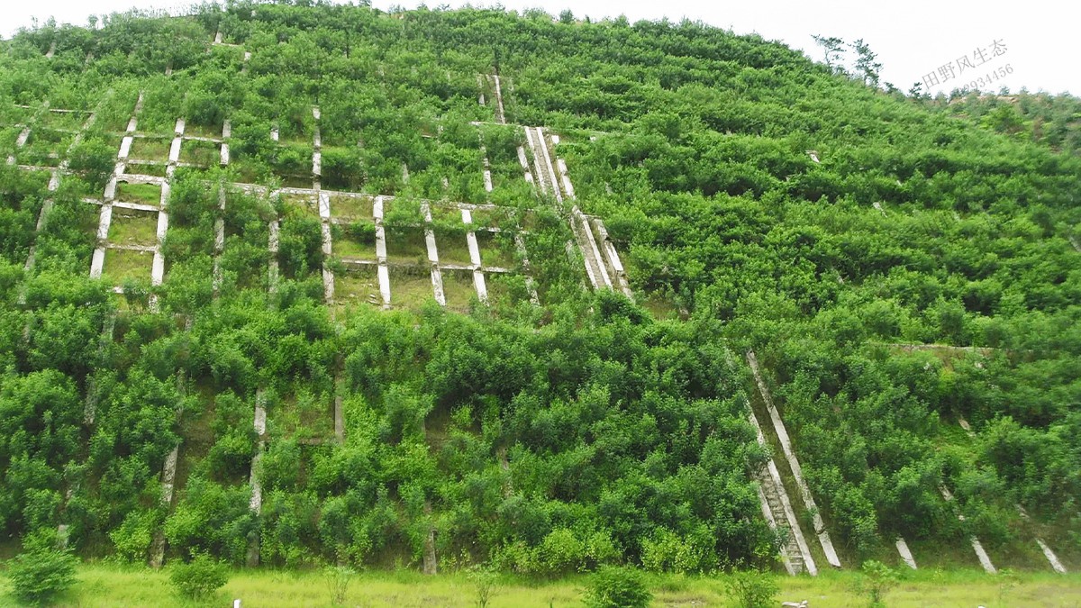 三個(gè)月復(fù)綠效果