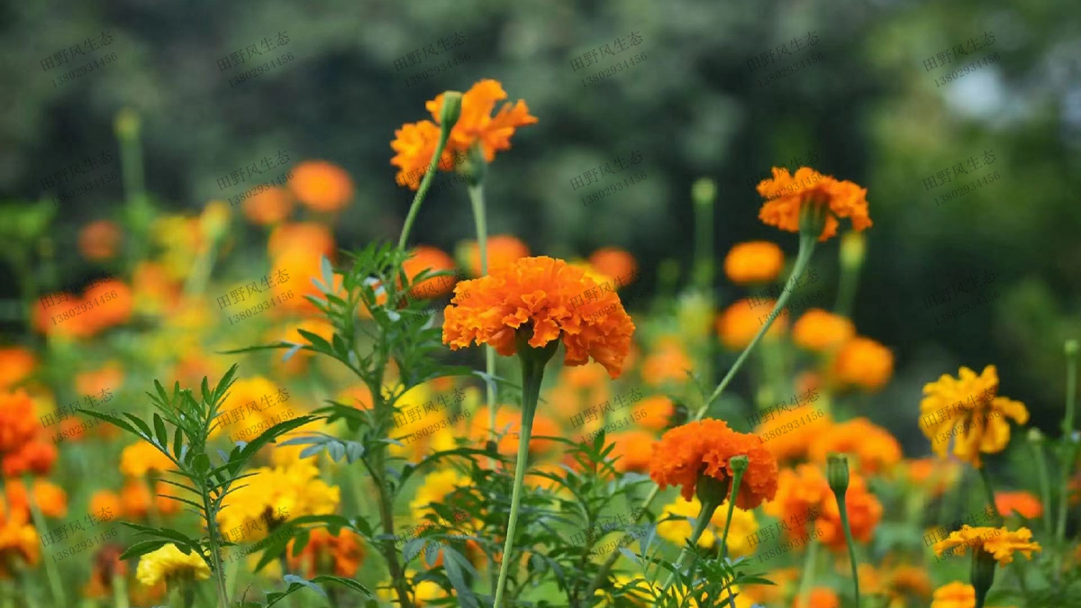 孔雀草花種