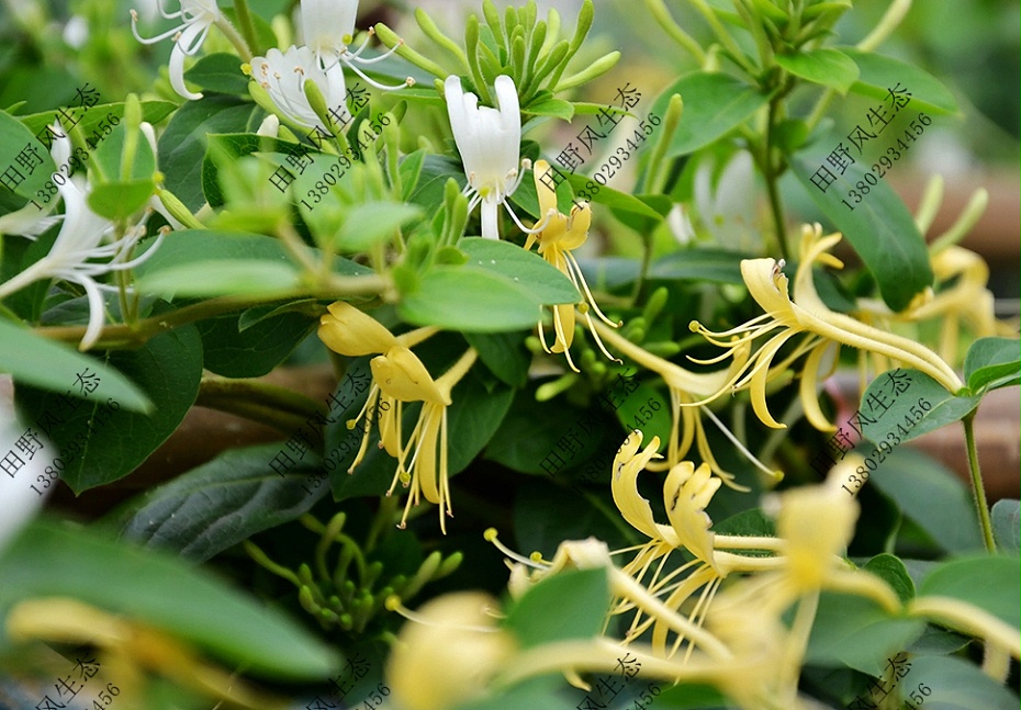 爬藤植物金銀花樹