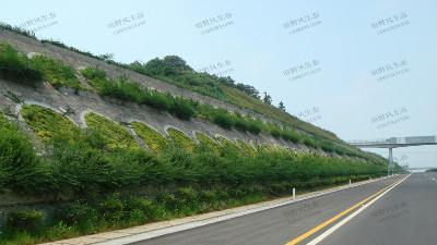 高速公路邊坡綠化植物種類如何選擇搭配