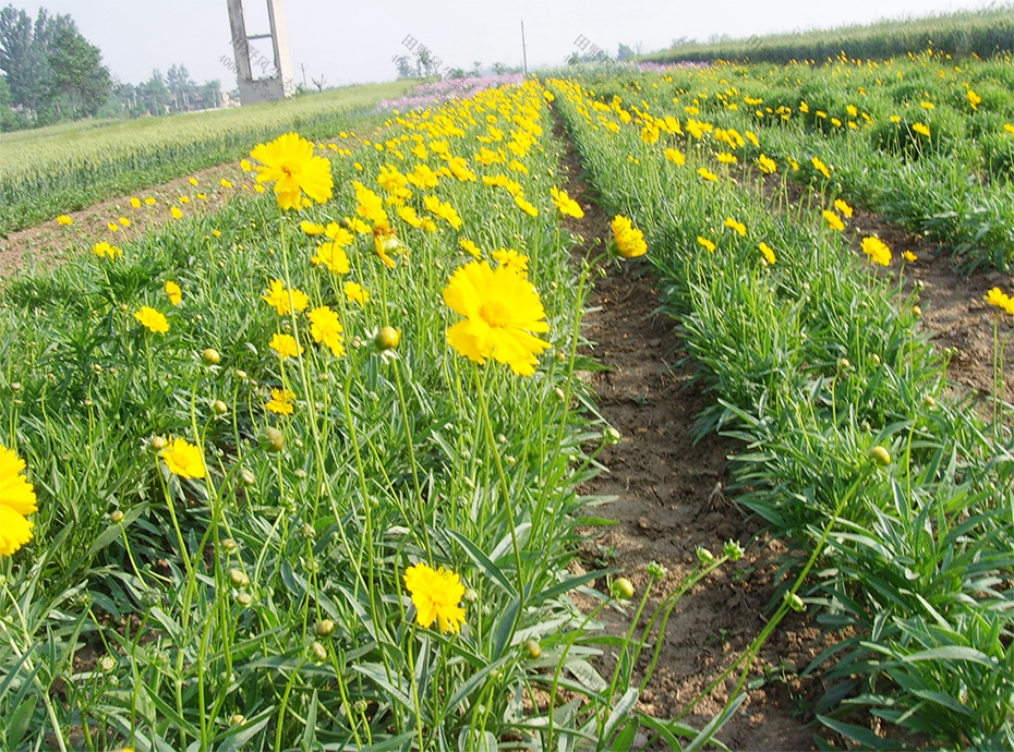 9黃色金雞菊基地