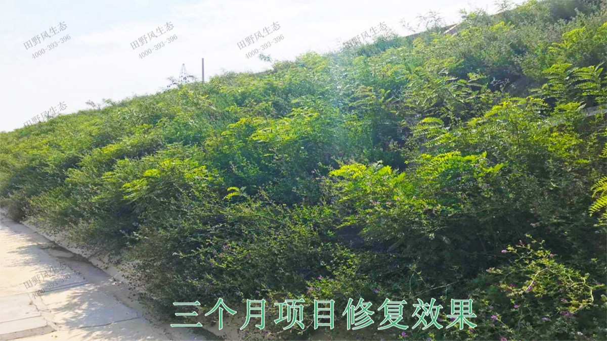 南廣鐵路廣東段鐵路邊坡掛網(wǎng)噴草工程