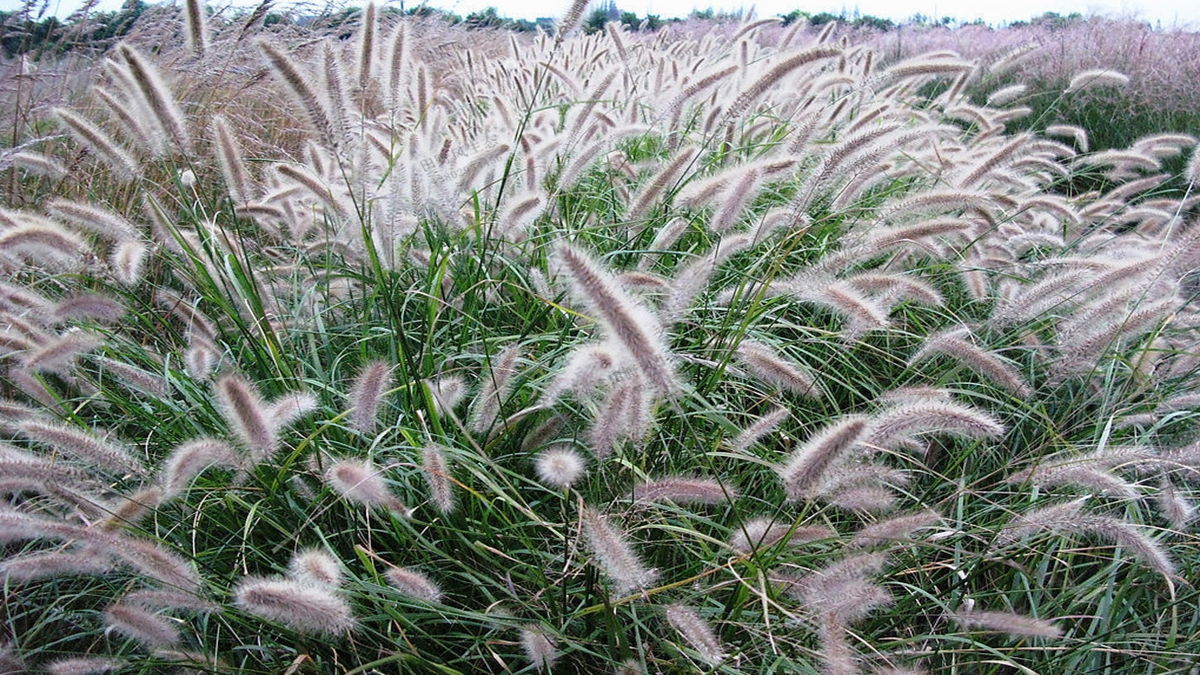 狼尾草草種草籽種植