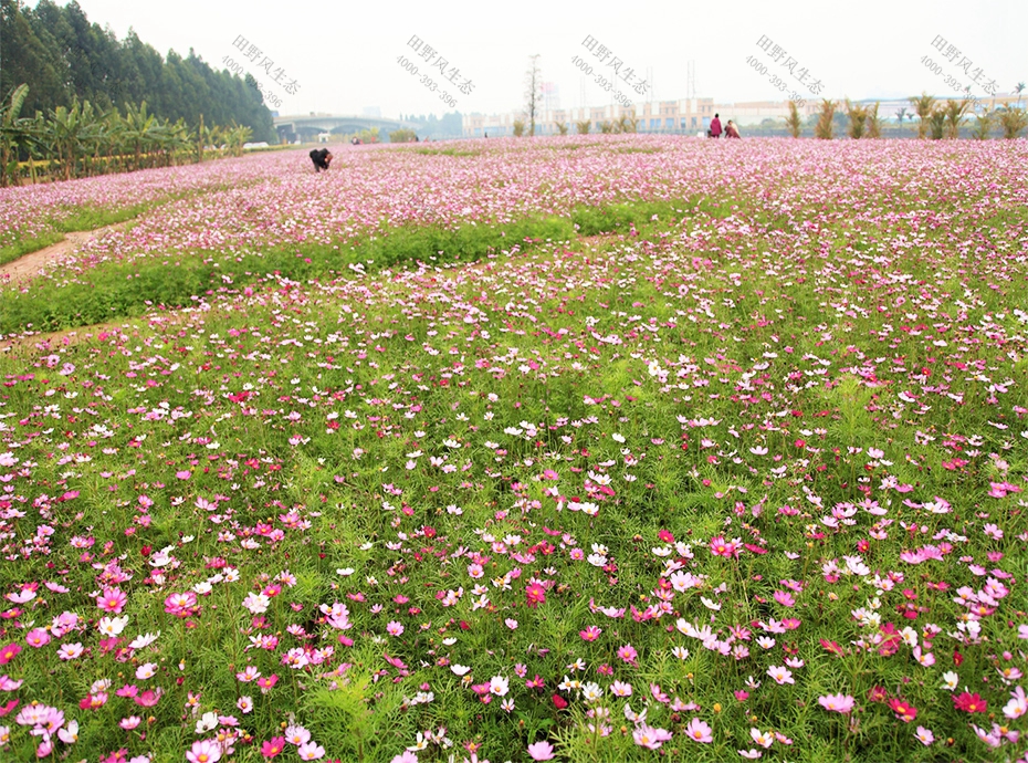 波斯菊花海景觀