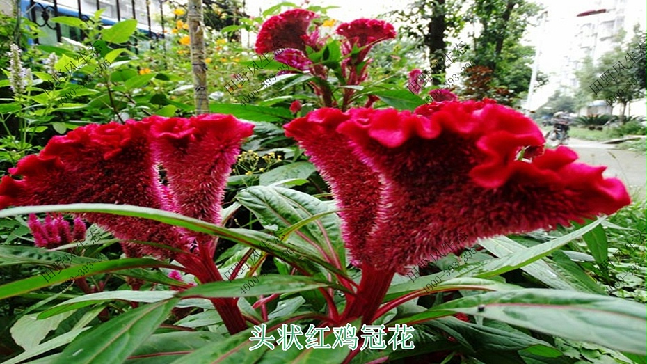 頭狀紅雞冠花