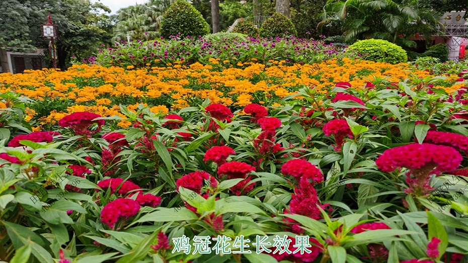 雞冠花生長(zhǎng)效果