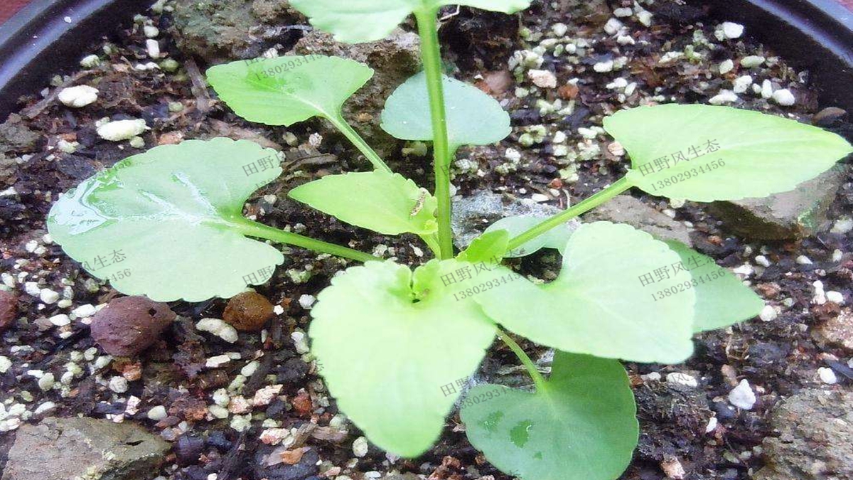 三色堇生長過程