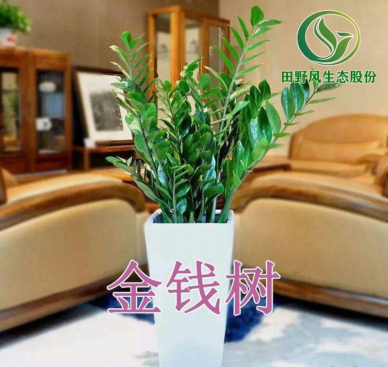 綠植租擺，植物租賃