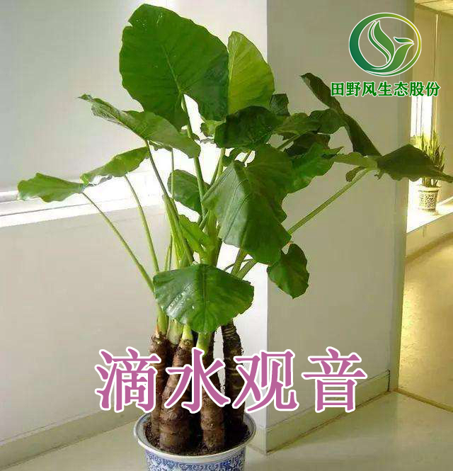 綠植租擺，植物租賃