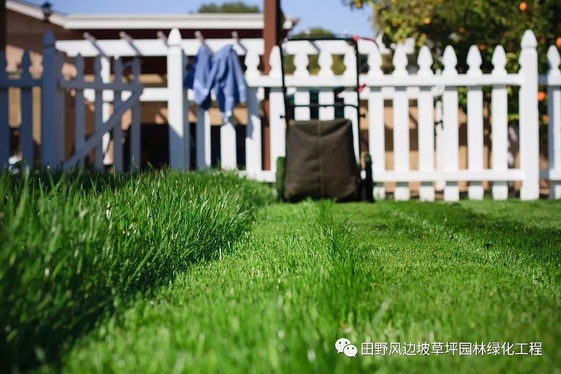 草坪綠化,防除特殊雜草