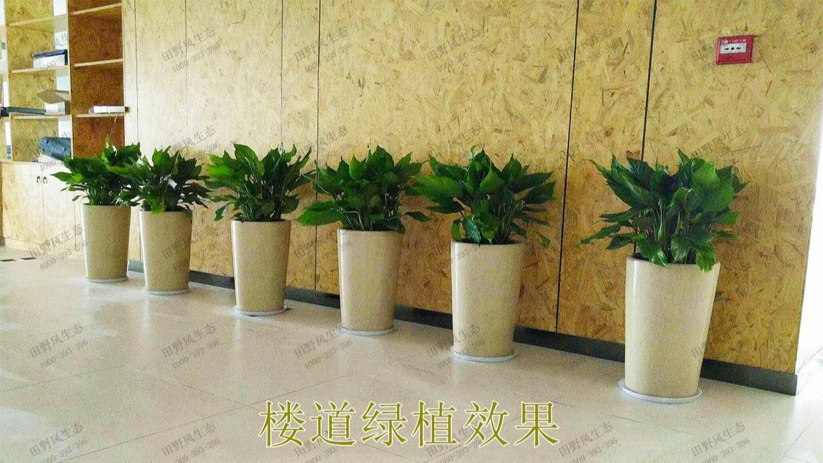 廣州市懷仁堂國醫(yī)植物花卉租擺合作