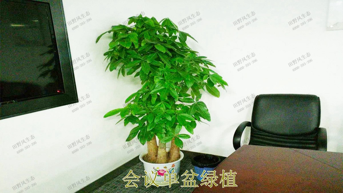 花卉植物租擺,廣東省交通運(yùn)輸建設(shè)工程質(zhì)量檢測(cè)中心