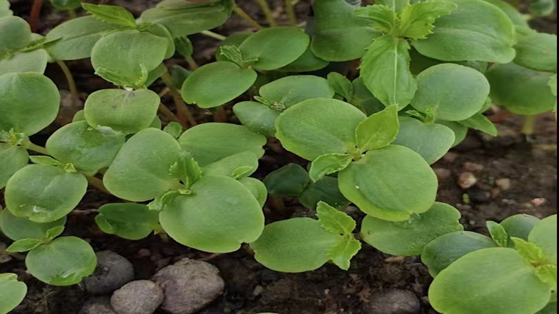 鳳仙花