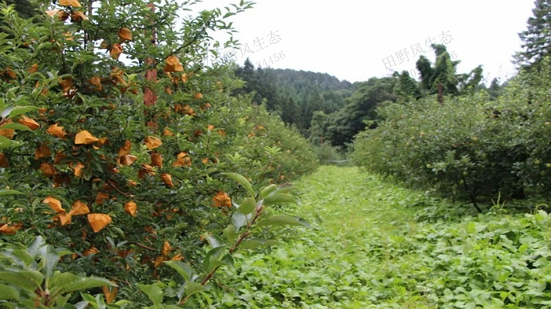 果園種植草種子