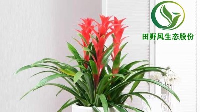 送你一朵小紅花，年前養(yǎng)這些年花”寓意紅紅火火、喜慶吉祥！