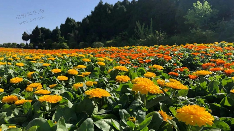 金盞菊花海