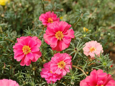 太陽花種子種多久開花？