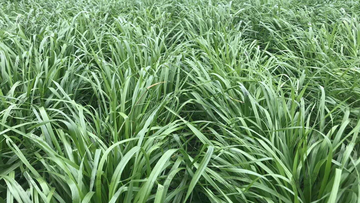 一年生黑麥草種子播種后多久能發(fā)芽？