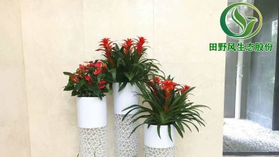 室內綠植租擺技巧