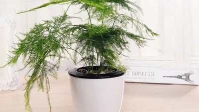 廣州花卉植物租擺好還是購(gòu)買好？