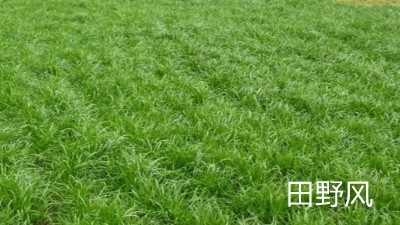 公路邊坡綠化植物應(yīng)該選擇什么類型的？