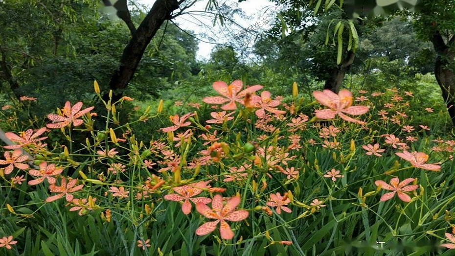 射干花生長(zhǎng)局部展示