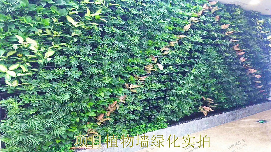 項(xiàng)目植物墻綠化實(shí)拍