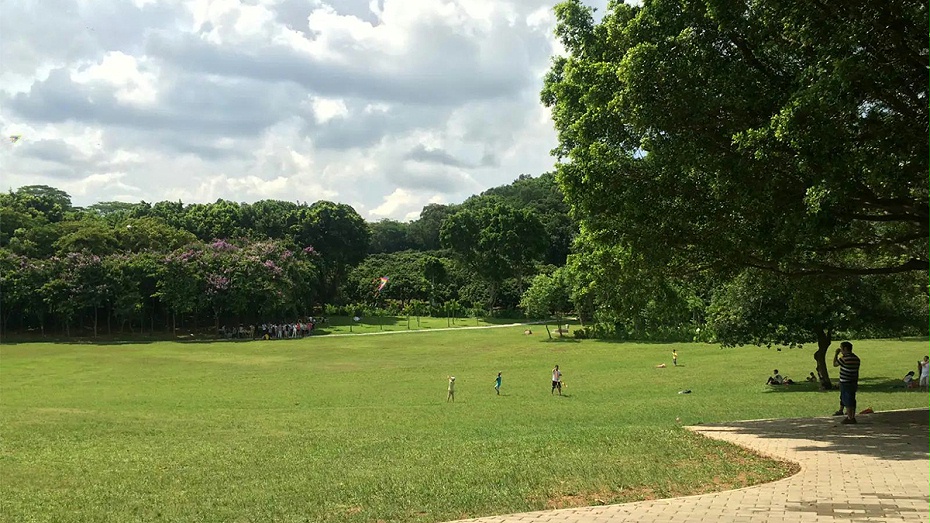 臺(tái)灣草種子公園種植效果