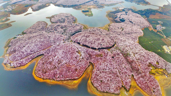 田野風(fēng)大講堂：怎么打造花海景觀？花海景觀設(shè)計(jì)需要注意什么？