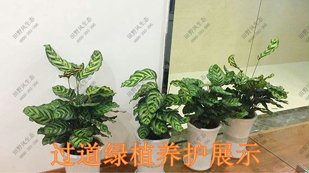 廣東美的集團(tuán)植物養(yǎng)護(hù)案例