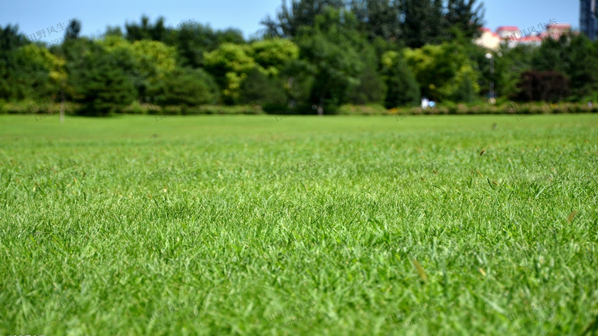 黑麥草草坪