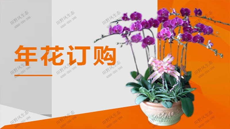 年花訂購(gòu),廣州年花采購(gòu)