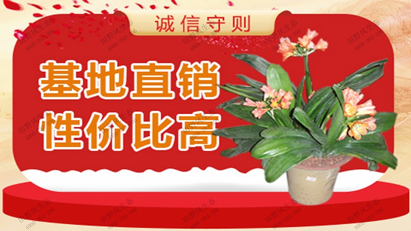 年花訂購(gòu),廣州年花采購(gòu)