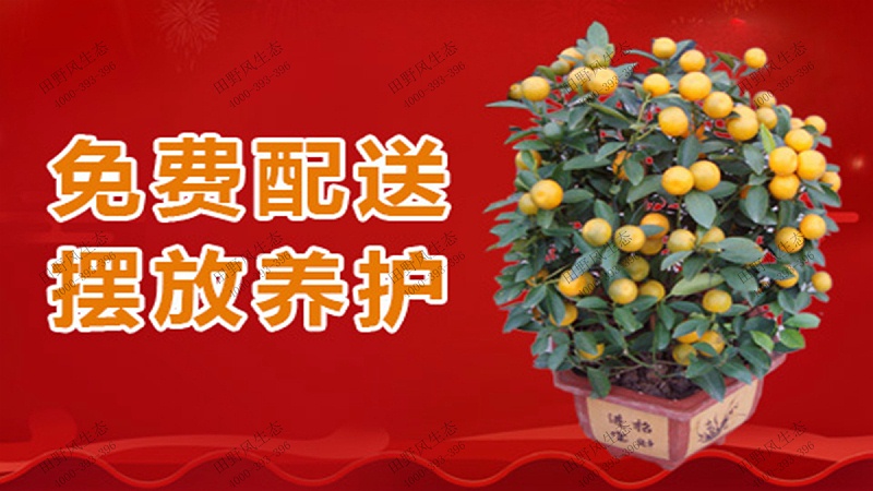 年花訂購(gòu),廣州年花采購(gòu)