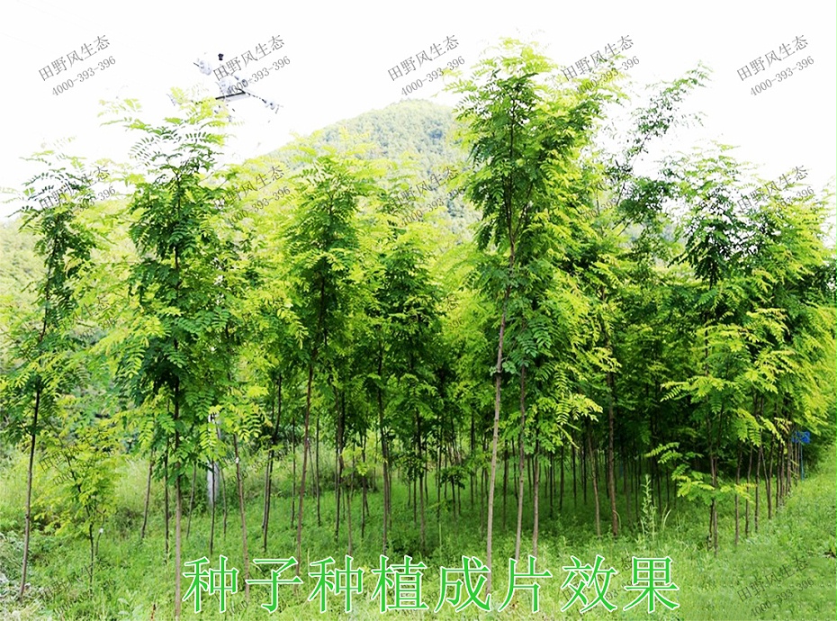 6種子種植成片效果