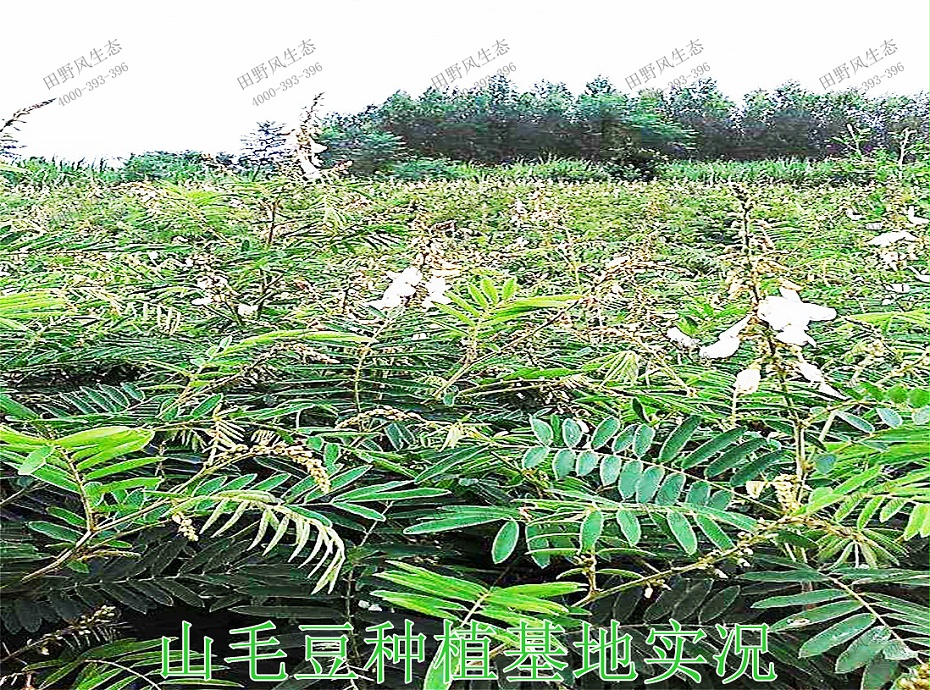 6山毛豆種植基地實況