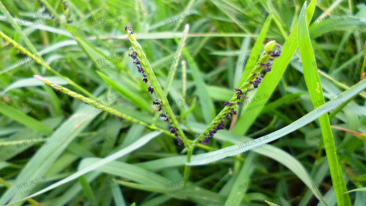 護(hù)坡綠化草種寬葉雀稗草種子種植要點(diǎn)