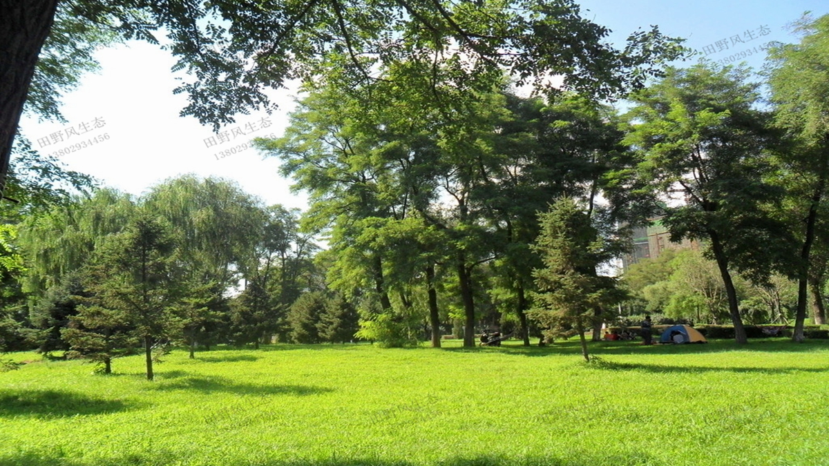 適合在公園種植的草坪草種有哪些？