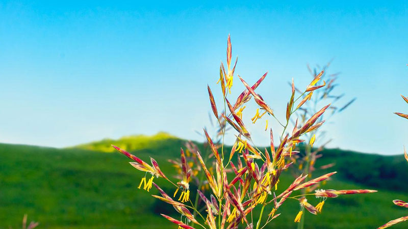 無(wú)芒雀麥