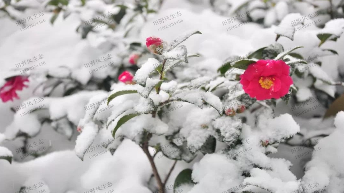 山茶花