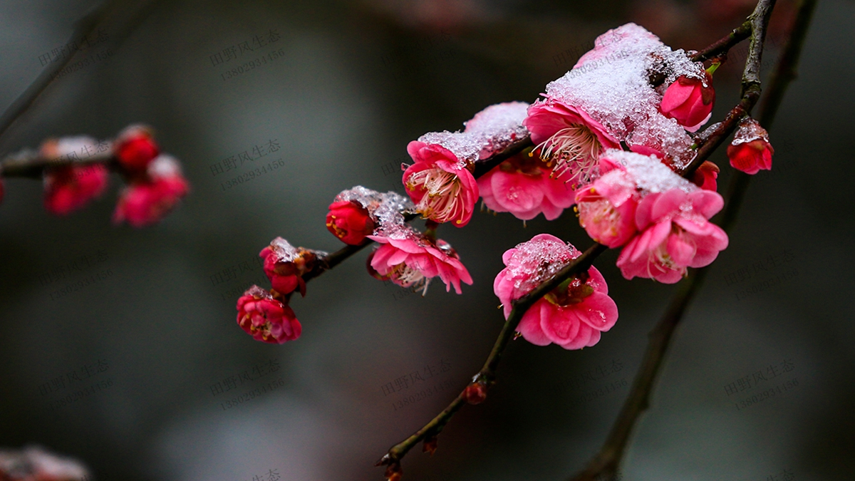 梅花