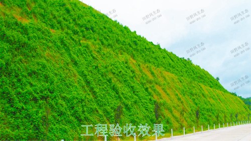 清連高速清遠段高速公路邊坡復(fù)綠工程