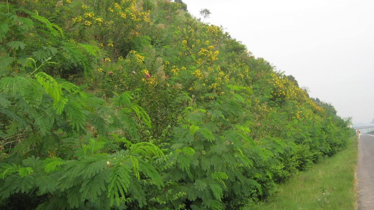 華北地區(qū)邊坡綠化植物該如何選擇？