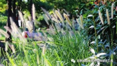 公路邊坡綠化狗尾巴草，也可以美成一種藝術(shù)