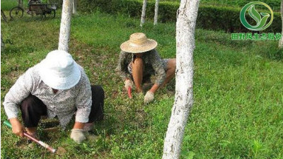 廣州多雨季節(jié)時，如何做好綠化養(yǎng)護(hù)？